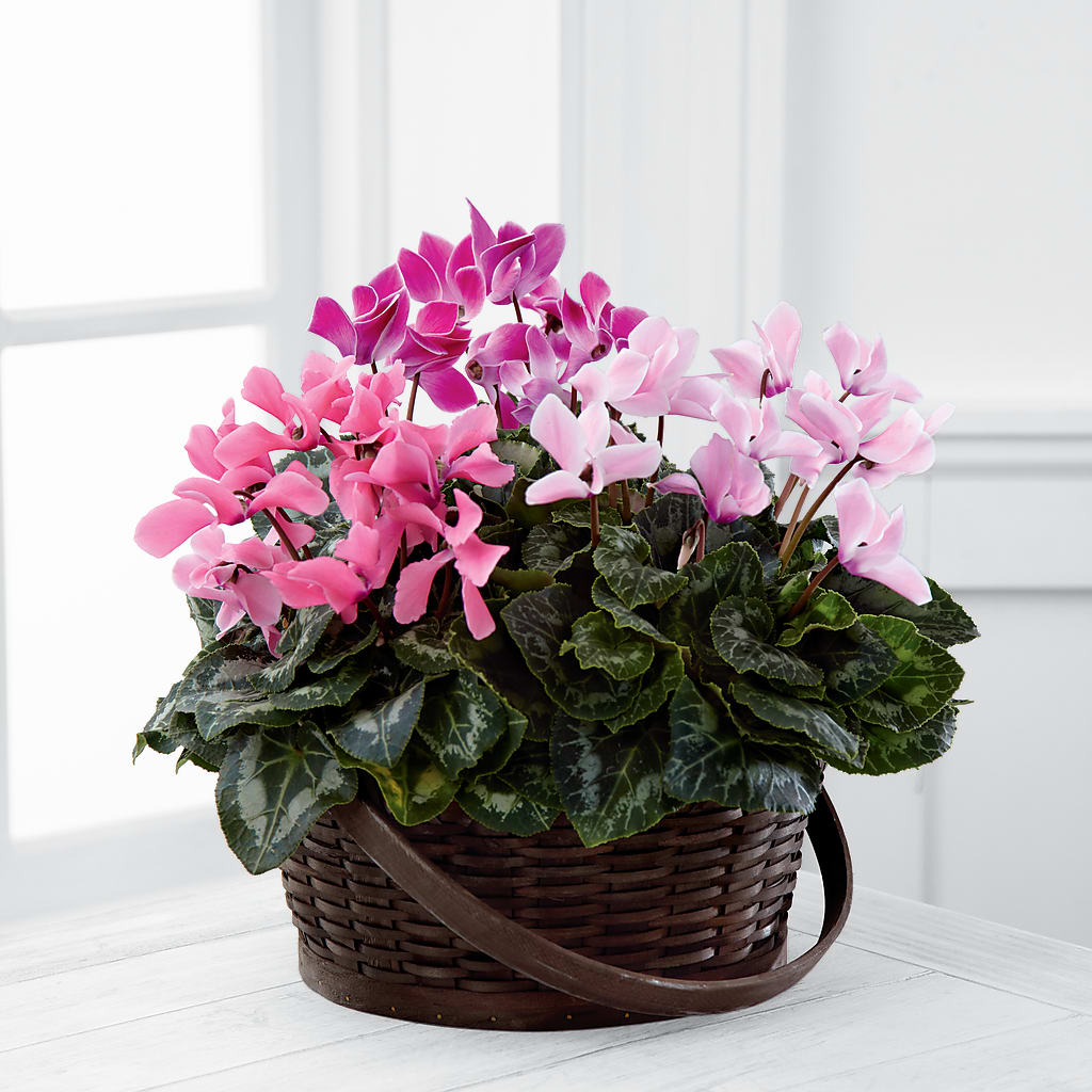 Mixed Cyclamen Planter – Platte Floral, Colorado Springs CO