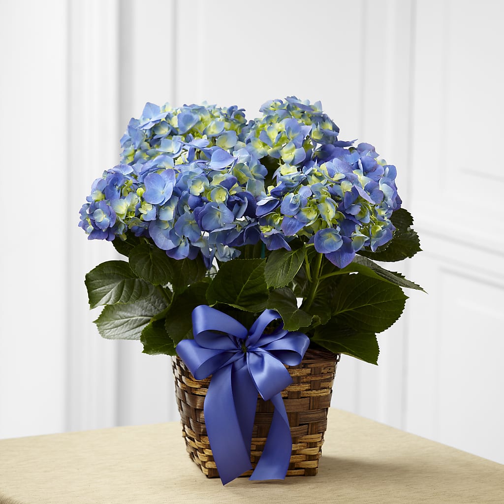 Blue Hydrangea Planter – Platte Floral, Colorado Springs CO