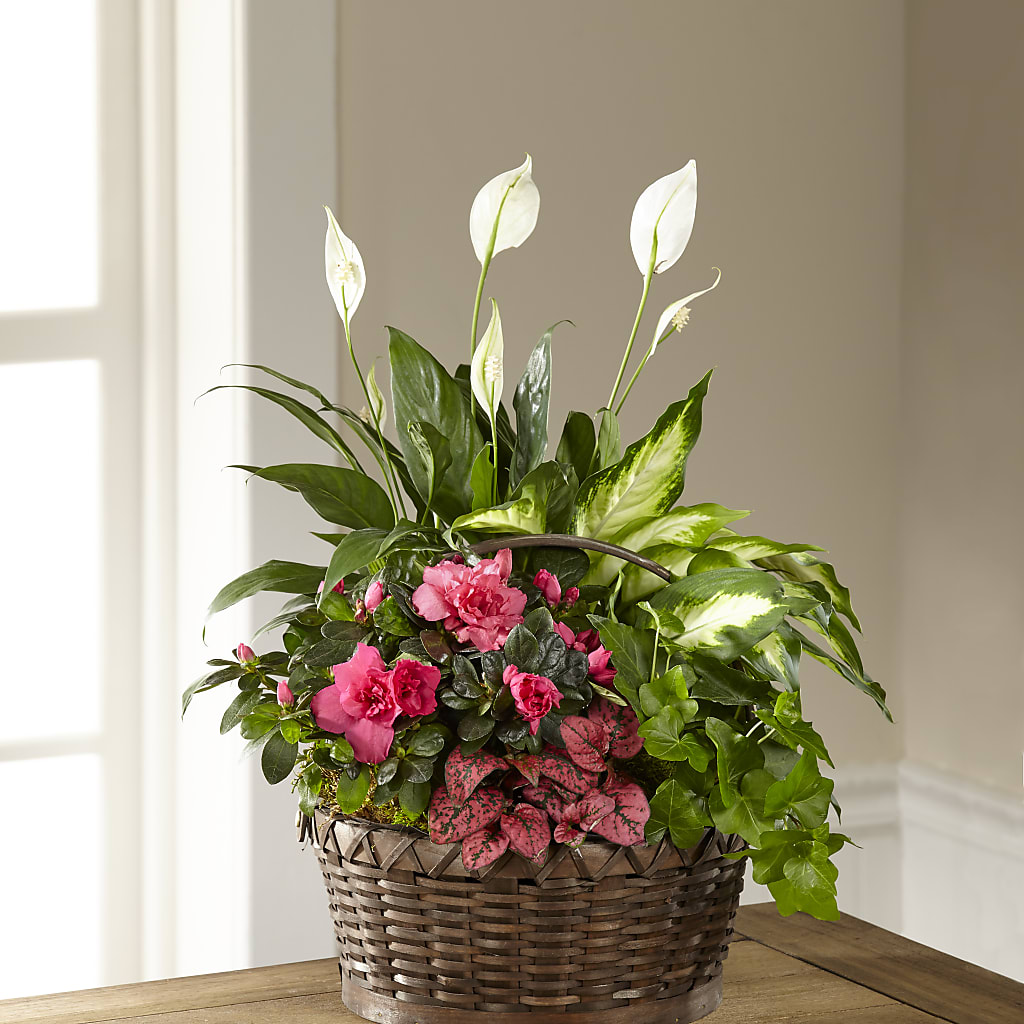 Dream in Pink Dishgarden – Platte Floral, Colorado Springs CO