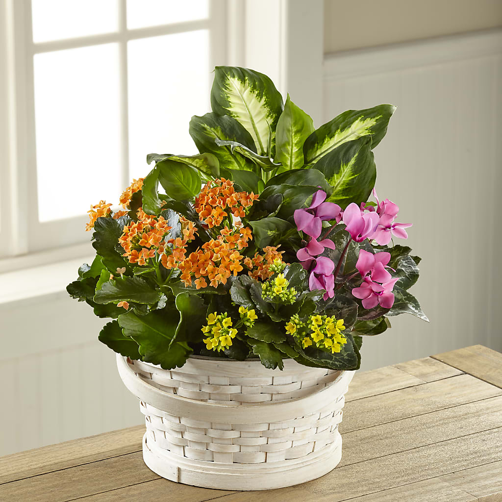 Color Crush Dishgarden – Platte Floral, Colorado Springs CO