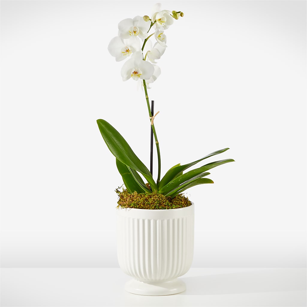 Whispering White Orchid – Platte Floral, Colorado Springs CO