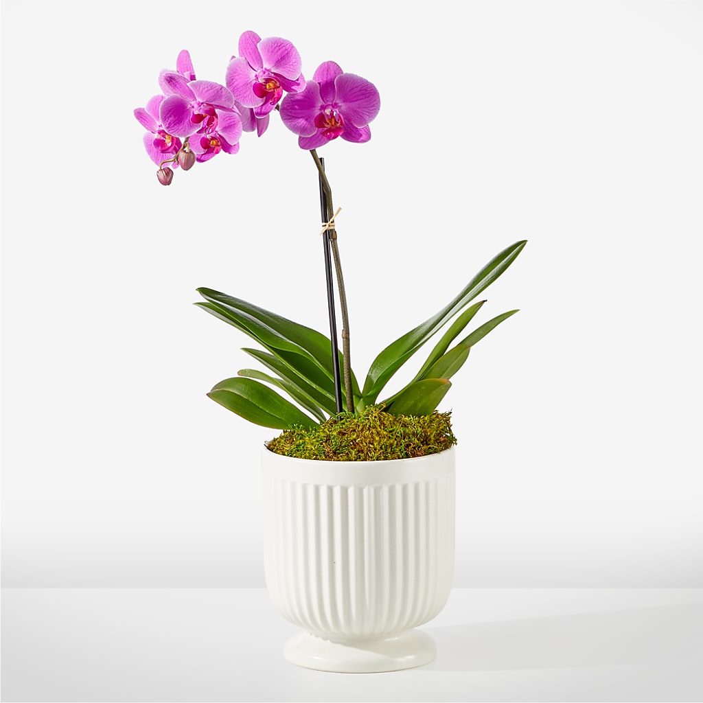 Friendly Fuchsia Orchid – Platte Floral, Colorado Springs CO