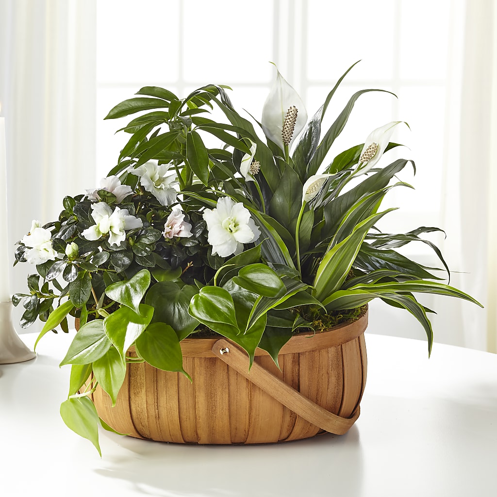 Serene Dishgarden – Platte Floral, Colorado Springs CO