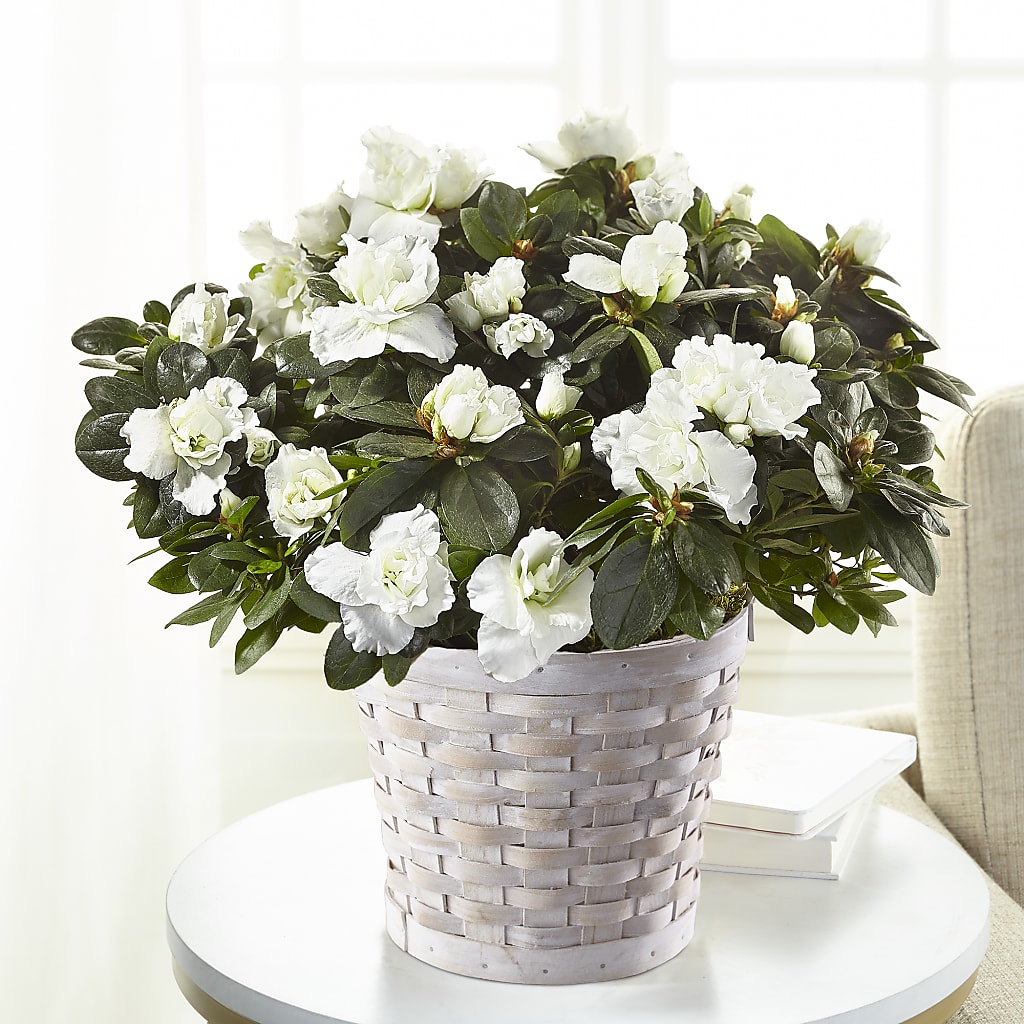 White Azalea Plant – Platte Floral, Colorado Springs CO