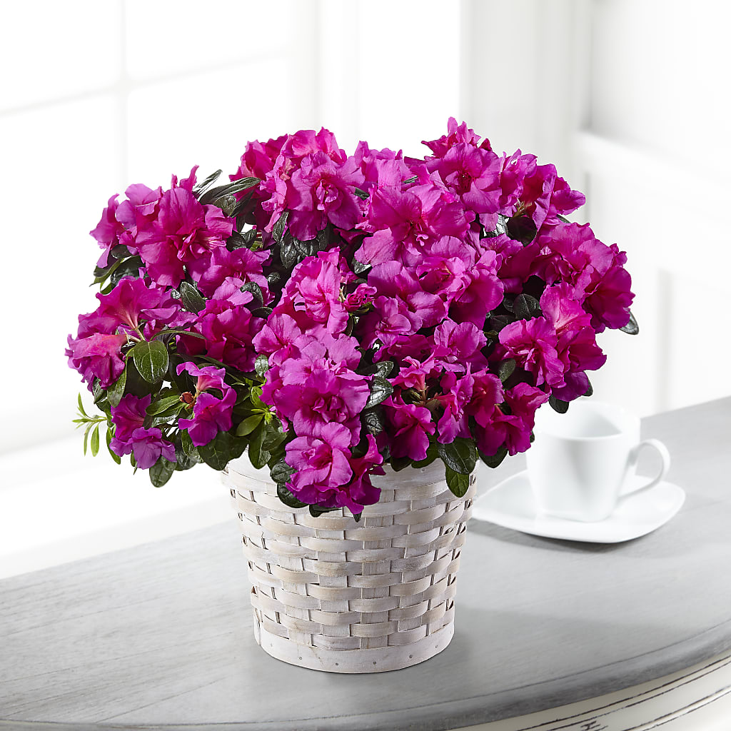Hope & Serenity Azalea Plant – Platte Floral, Colorado Springs CO