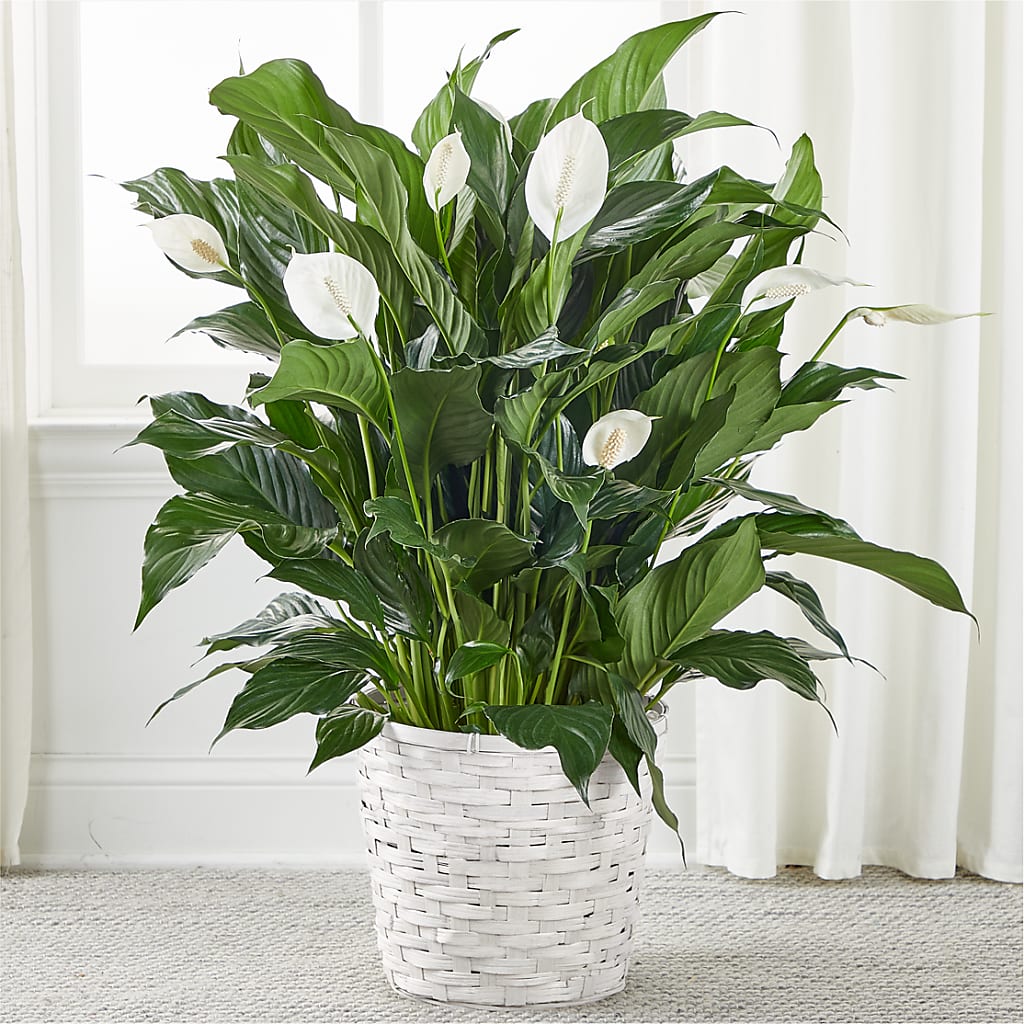 A New Leaf Peace Lily – Platte Floral, Colorado Springs CO