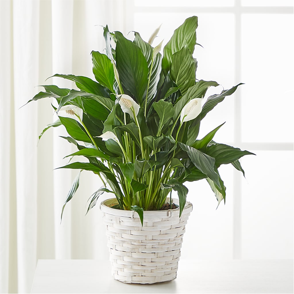 A New Leaf Peace Lily – Platte Floral, Colorado Springs CO