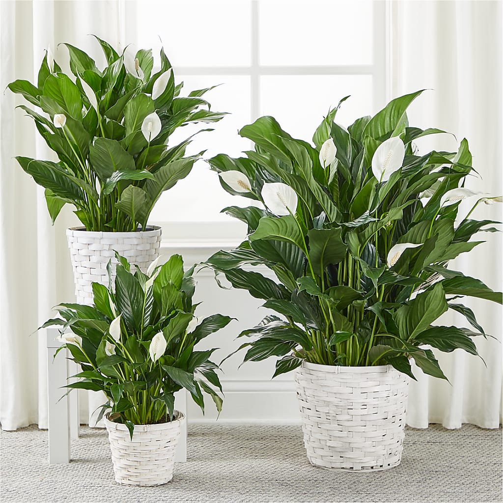 A New Leaf Peace Lily – Platte Floral, Colorado Springs CO