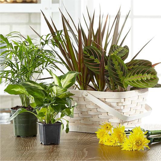 Florist Designed Blooming and Green Plants in a Basket – PLATTE FLORAL, Colorado Springs CO