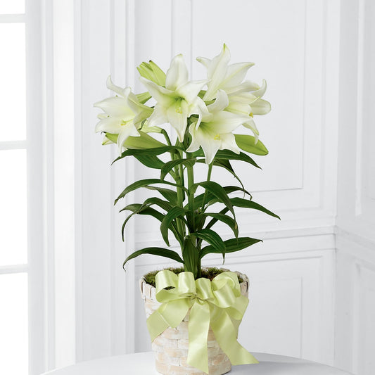 Easter Lily Plant –  Platte Floral, Colorado Springs CO