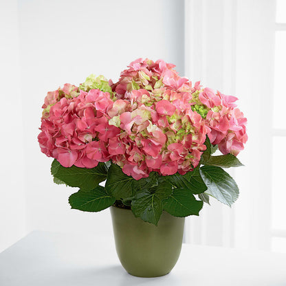 Pink Hydrangea Planter –  Platte Floral, Colorado Springs CO