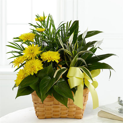 Loving Light Dishgarden –  Platte Floral, Colorado Springs CO