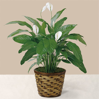 Tranquil Moments Peace Lily Plant –  Platte Floral, Colorado Springs CO
