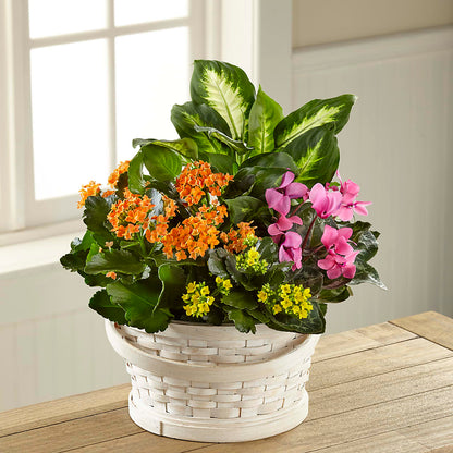 Color Crush Dishgarden –  Platte Floral, Colorado Springs CO