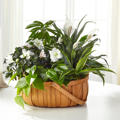 Serene Dishgarden –  Platte Floral, Colorado Springs CO