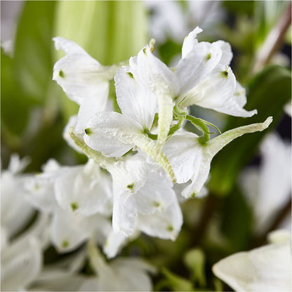 Classic Ivory – A Florist Original –  Platte Floral, Colorado Springs CO